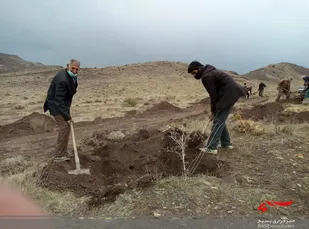 کاشت ۳۰۰ نهال توسط بسیجیان پایگاه ولیعصر (عج) روستای ابره&zwnj;در شهرستان تفرش