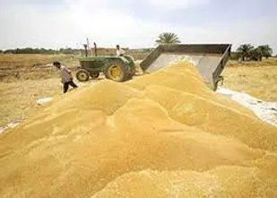 خرید تضمینی بیش از ۴ هزار تن گندم در هرمزگان