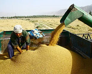 خرید گندم از مرز ۲ میلیون تن گذشت