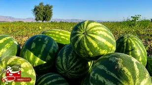 برداشت ۴۵۰۰۰ تُن هندوانه از مزارع پارس&zwnj;آباد