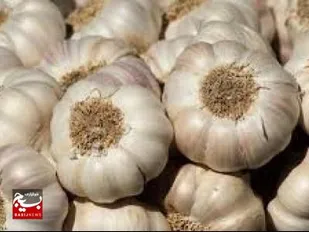 آغاز برداشت سیر از مزارع دزفول
