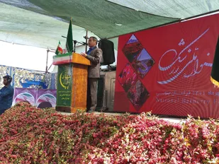 نتایج جشنواره زرشک رصد شود