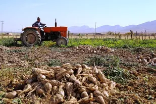 گسترش کشت پاییزه چغندرقند در خوزستان