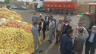 خبر خوش برای باغداران سیب در کهگیلویه و بویراحمد