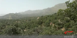 توسعه و پوشش جنگلی با سرعت بیشتری انجام شود