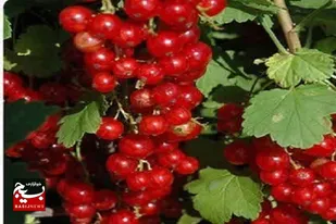 کاشت درختچه های دارویی قره قاط در روستای عنصرود اسکو