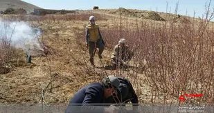 معدوم سازی نهال های آلوده در شهرستان سامان