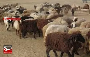 اشتغال زایی جوان با استعدادروستایی درهندیجان