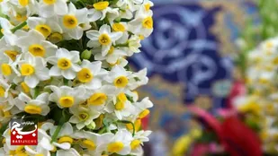 اهدای ۸ هزار شاخه گل نرگس بهبهان به حرم مطهر رضوی