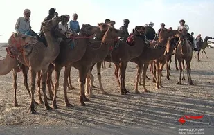 پایان مسابقات شتردوانی جنوب شرق کشور در جاسک به مناسبت هفته بسیج