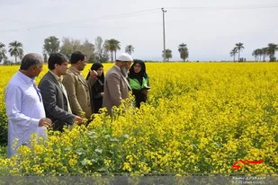 ۸۰ سایت الگویی تولیدی و ترویجی در اراضی کشاورزی سیستان و بلوچستان راه اندازی شد