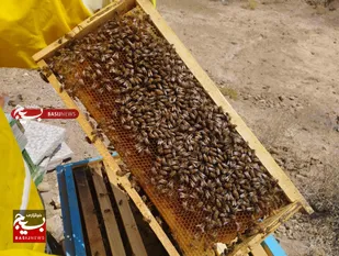 شهد شیرین کارآفرینی با پرورش زنبور عسل/ وقتی خودباوری و تلاش در رؤیای بانوی آشتیانی به ثمر می&zwnj;نشیند