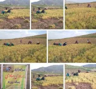 کمک به خانواده های بی بضاعت در برداشت محصولات کشاورزی