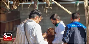 اردوی جهادی دامپزشکی در روستاهای کم برخودار اهواز