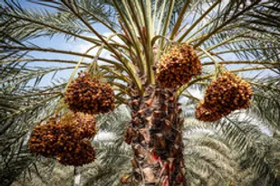 باغداران برای پیشگیری از بیماری در نخیلات اقدام کنند