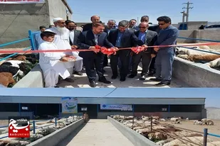 افتتاح یک واحد صنعتی پرورش دام سبک در زاهدان