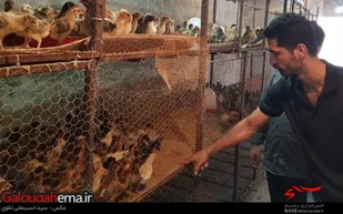 پرورش مرغ بومی یک کارآفرین لمراسکی را به سمت اقتصاد مقاومتی کشاند