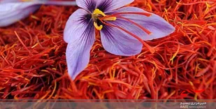 پیش&zwnj;بینی برداشت بیش از یک تن زعفران از مزارع کوهبنان