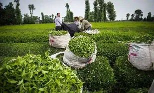 آغاز برداشت نخستین برگ سبز چای در فومن