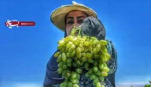 انگور خلیل آباد؛ از تاکستان ها تا بارگاه بهداشتی