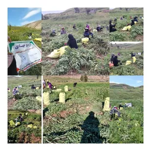 برگزاری اردو جهادی هفت روزه دربرداشت محصول کشاورزی