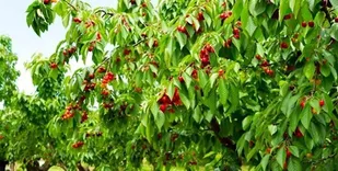 هوای دلپذیر &laquo;باغ شهر&raquo; کرمانشاه فرصتی بی&zwnj;نظیر برای سفر در ایام عید نوروز