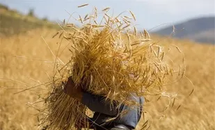 افزایش ۵۵ درصدی پرداخت زکات در خراسان جنوبی
