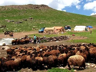 ۸ هزار و ۷۰۰ تن گوشت قرمز توسط عشایر ایلام تولید شد