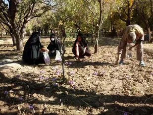 فصل برداشت زعفران در روستای سید آباد با یاری گروه جهادی پایگاه ساجده