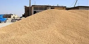 کشیدن ترمز کامیون حامل نهاده&zwnj;های دامی قاچاق