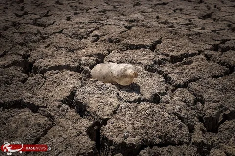 مرگ و زندگی در هور