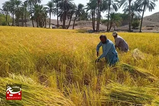 برداشت برنج ۲۲۰ هکتاراز شالیزارهای شهرستان خاش
