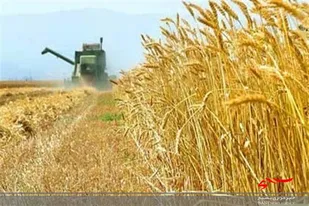 خروج گندم از استان اردبیل ممنوع است