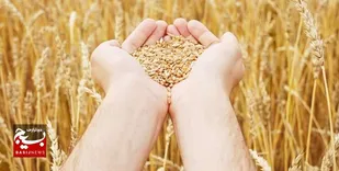 خرید تضمینی گندم از کشاورزان خوزستان از ۸۵۰ هزار تن گذشت