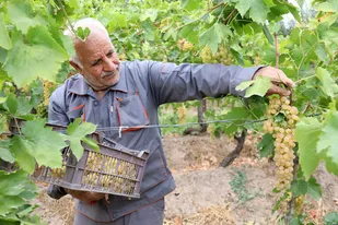 مشکین&zwnj;شهر ۴۳۰۰۰ تُن انگور تولید می&zwnj;کند