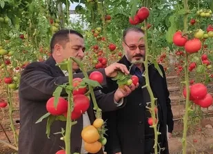 کشت های گلخانه ای در شهرستان مرند توسعه می یابد