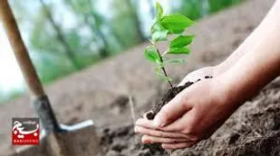 یک میلیون اصله نهال در استان اردبیل غرس می&zwnj;شود