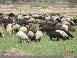 پیشرفت 50 درصدی طرح مدیریت چرا و پایش مراتع در سرخه
