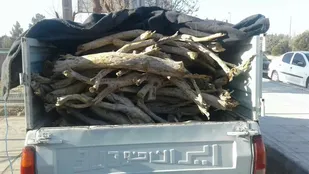 دستگیری قاچاقچی تاغ در شاهرود