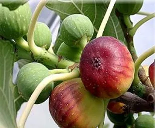 آغاز برداشت میوه بهشتی در گلوگاه