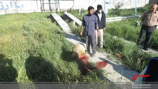 توزیع گوشت نذری بین مستمندان جهت سلامتی کارکنان سپاه شیروان