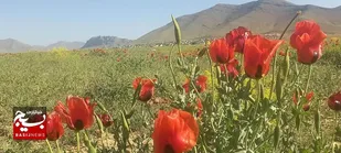 جلوه&zwnj;ای متفاوت طبیعت شهر وردنجان در فصل بهار