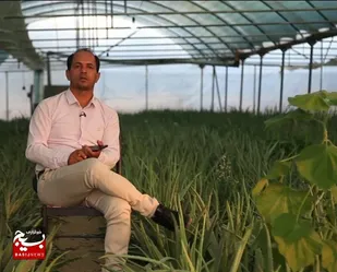 عزم کارآفرین استان مرکزی در تولید طلای سبز/ گنجینه&zwnj;ای غنی در عرصه اقتصاد