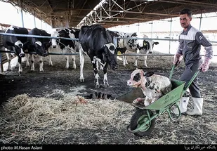 ۹۰ واحد دامداری سبک و سنگین در گلستان احیا می&zwnj;شود