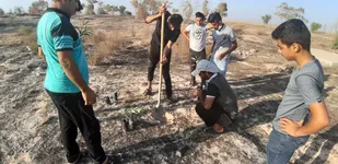 کاشت نهال در جزیزه بندر حماد شهرستان دیلم