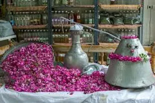 همت جهادی بسیجیان با راه اندازی کارگاه اقتصاد مقاومتی گلاب گیری در شهرستان کمیجان