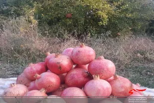 برداشت انار  از ١٨٠٠ هکتار باغات سیستان و بلوچستان