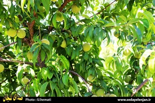 حال و هوای تابستانی باغ های لنجان/ تصاویر
