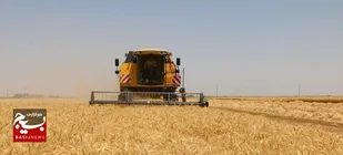 بکارگیری بیش از سه هزار دستگاه کمباین برای برداشت گندم در خوزستان