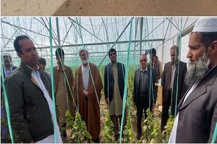 ۵۰ هکتار گلخانه جدید در سیستان و بلوچستان به بهره&zwnj;برداری رسید